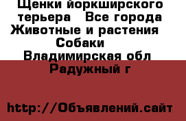 Щенки йоркширского терьера - Все города Животные и растения » Собаки   . Владимирская обл.,Радужный г.